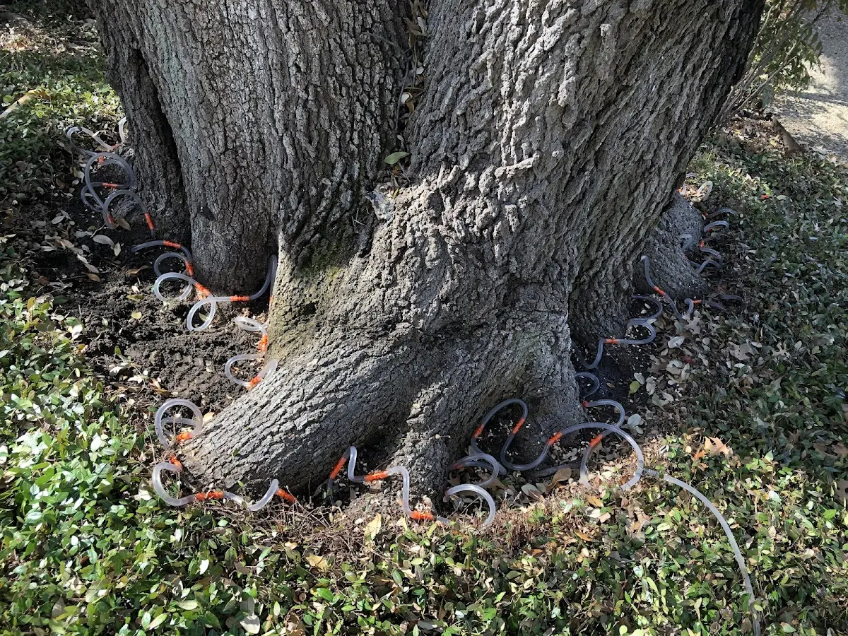 Detailed Tree Cabling and Bracing job site in Panna Maria
