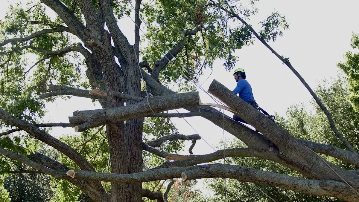 Professional Hazardous Tree Removal performed by certified arborists in Panna Maria