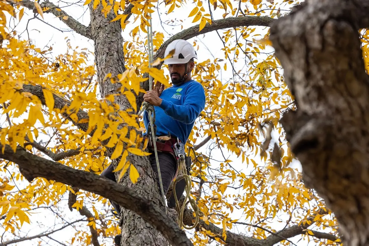 Skilled Tree Planing crew working in Panna Maria
